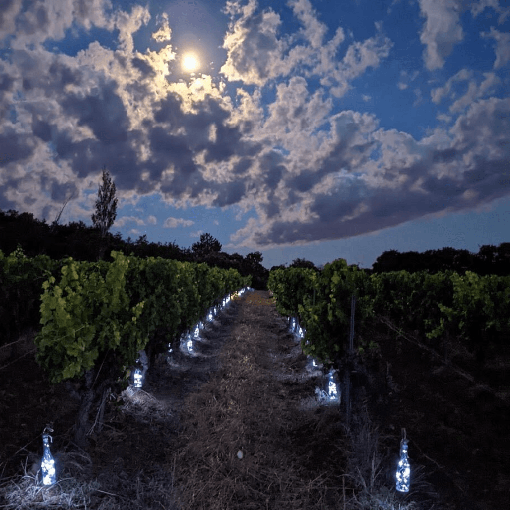 Entre vignes et lumières