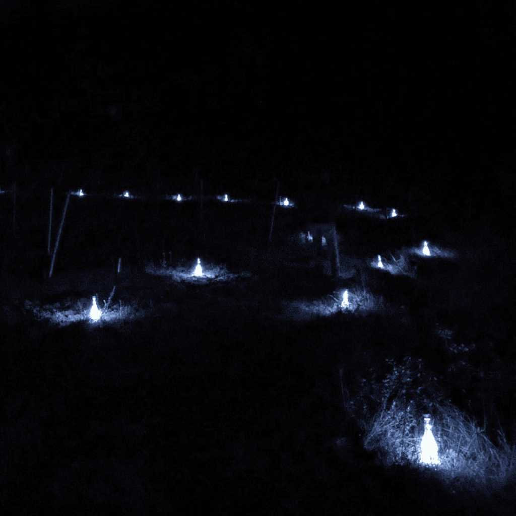 Entre vignes et lumières