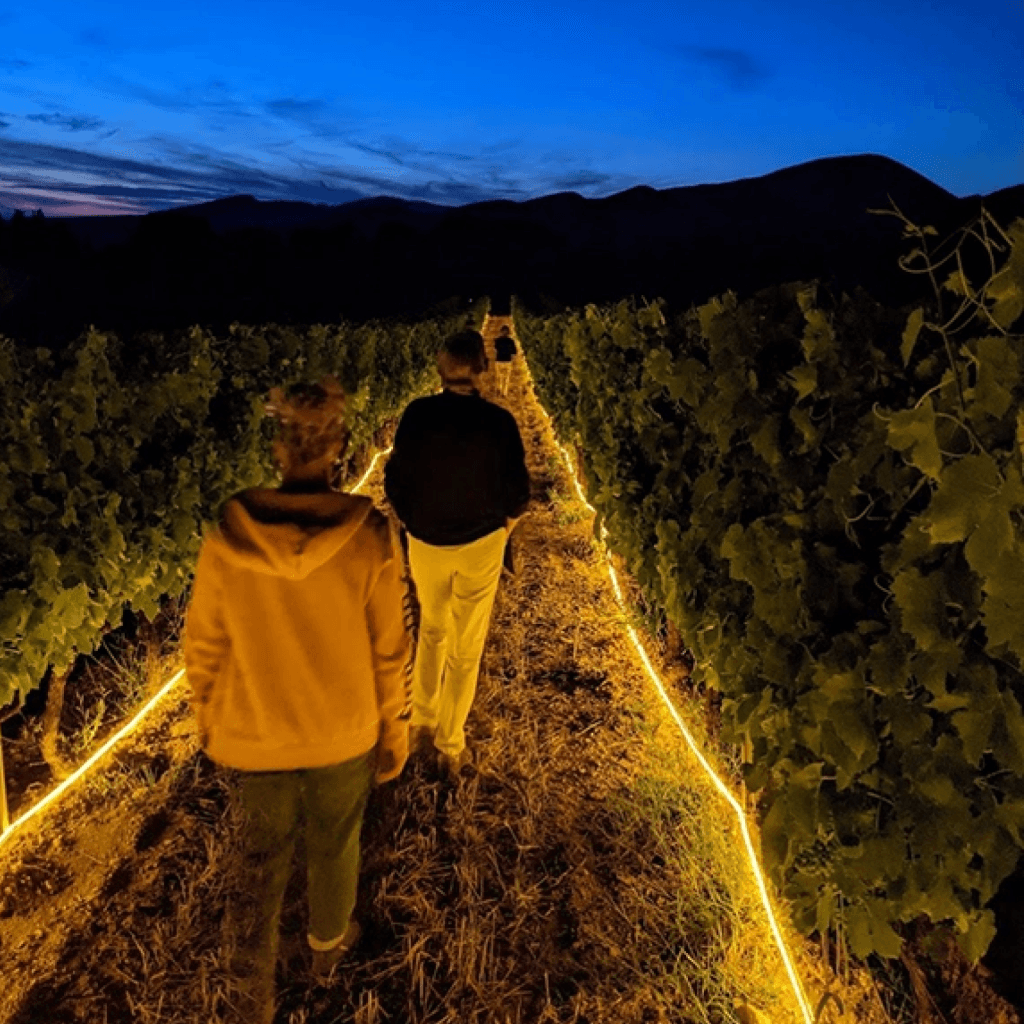 Entre vignes et lumières