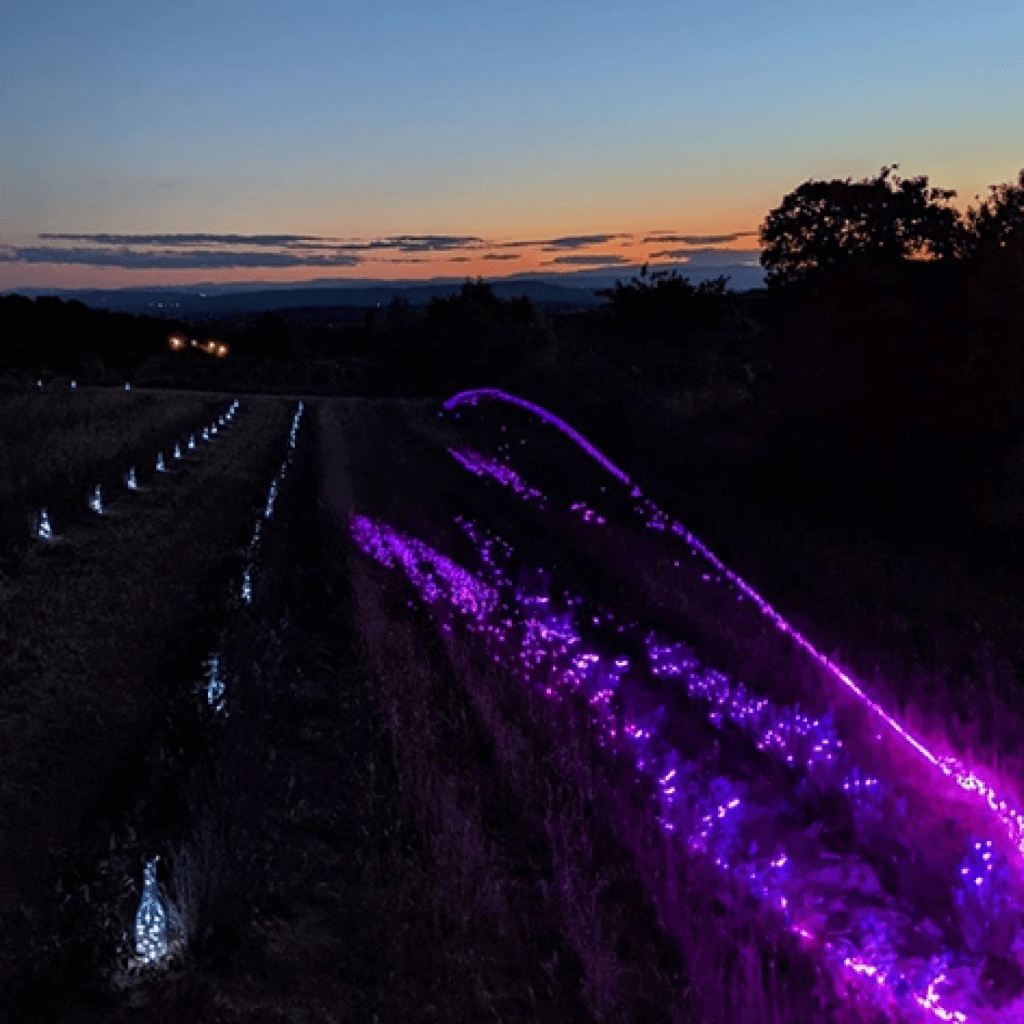 Entre vignes et lumières