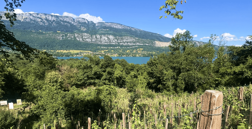 Les vignes de Vascoz