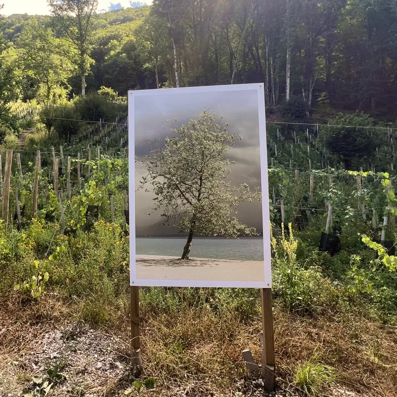 Balade Art et Vignes