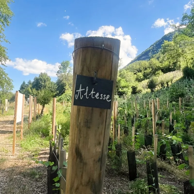 Balade Art et Vignes