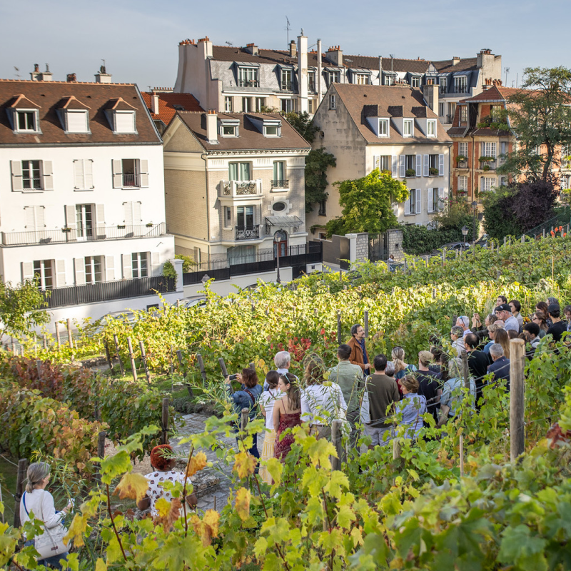 Visite des vignes
