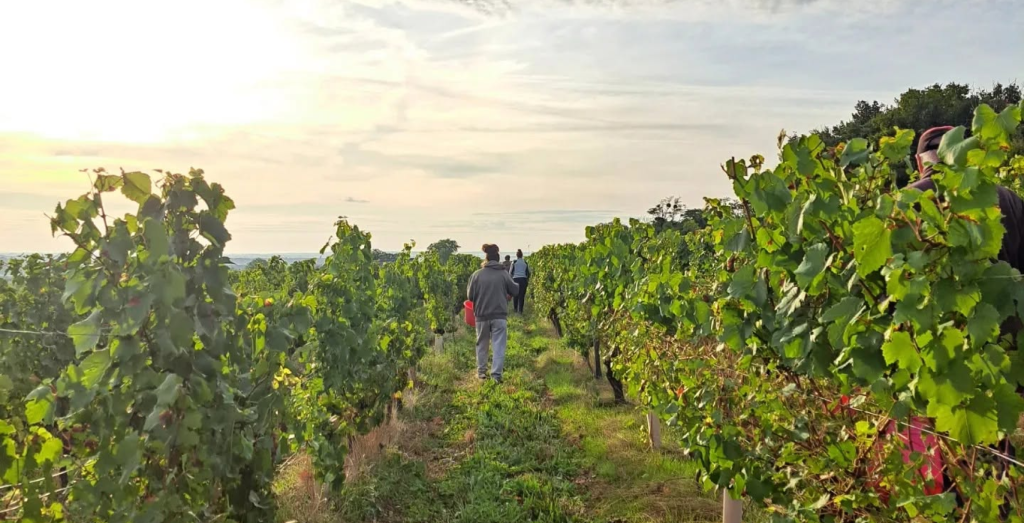 Domaine Moulin de l’Horizon
